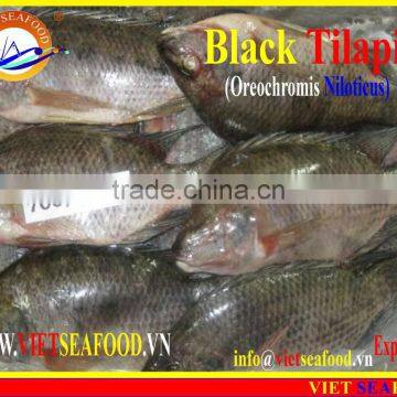 BLACK TILAPIA WHOLE ROUND