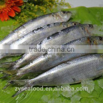 Frozen Sardine Fish for Making Cans