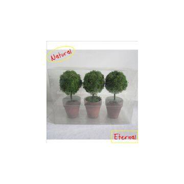 MINI MOSS BONSAI/artificial flowers for decoration