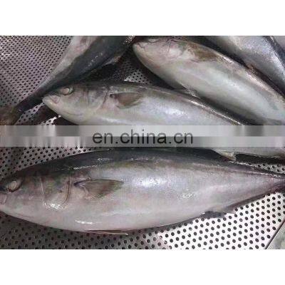 Hot Sale Frozen IQF Yellow Tail Scad Fish Price Mackerel Seafood for Market 8kgs up photo-5