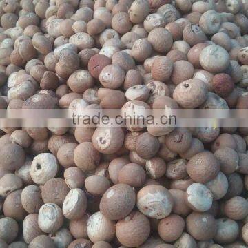 DRIED WHOLE BETEL NUT IN VIETNAM in 2016 drop