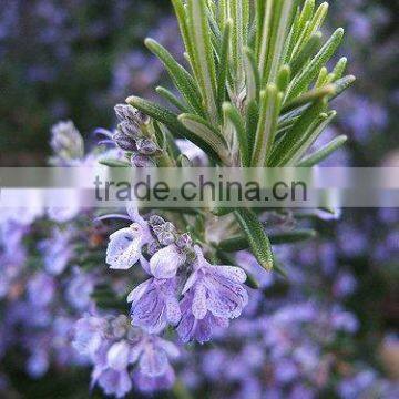 Rosemary Oil Indian