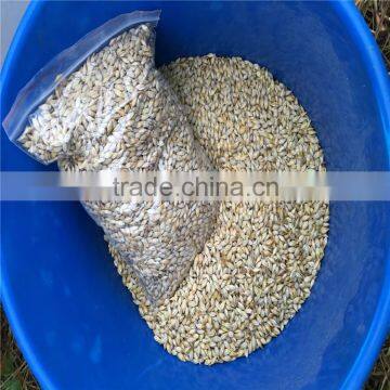 Australia Barley for Food Beer Feed Cheap photo-2