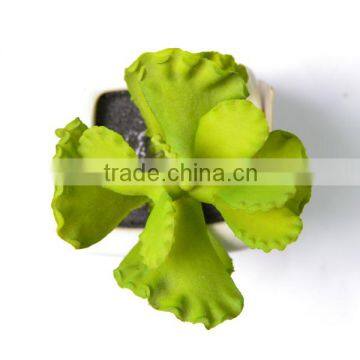 Fresh Green Artificial Succulent Plant in a Decorative Square Pot photo-2