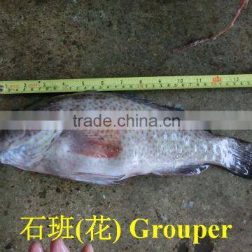 Grouper photo-2