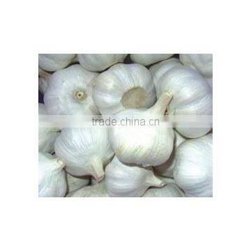 New Crop Normal White Garlic photo-2