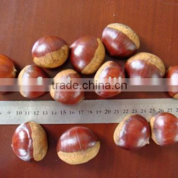 CHESTNUT