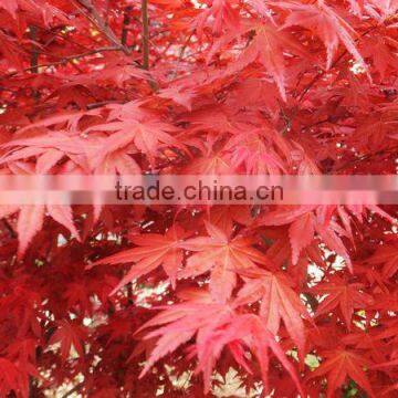 Acer Rubrum /Chinese Maple /Acerpalmatum/Japanese Maple Tree Seeds for Planting photo-2