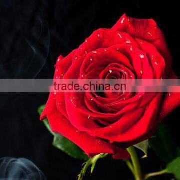 Multi Color Roses Seedlings photo-4