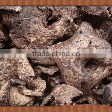 wild Sarcodon aspratus mushroom