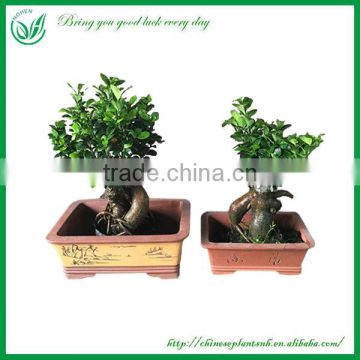 Green Plants Ficus Ginseng Bonsai