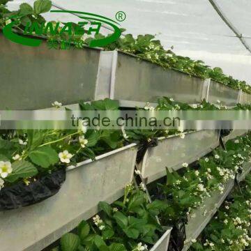 High Quality Kohlrabi Planting Groove for Vegetable