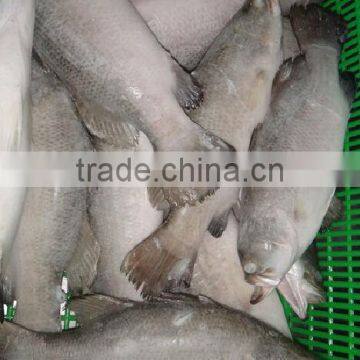 Frozen Barramundi Whole Round photo-3