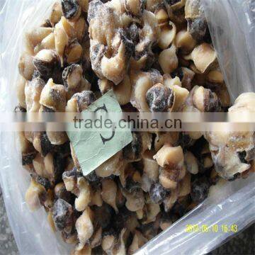 Best Seafood Market/wholesale Conch Shell
