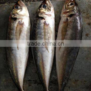 Frozen Big Eye Horse Mackerel 25cm+ photo-2
