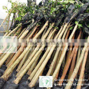 Ficus Religiosa packed for shipment