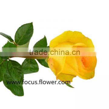 Promotional ecuador rose yunnan fresh cut roses flowers black rose bushes for sale