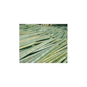 Farm Supply Shanzhu, Bamboo