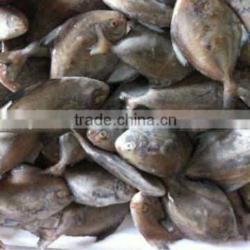 Black Pomfret