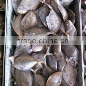 Supply Good Quality Cheap Red Pomfret