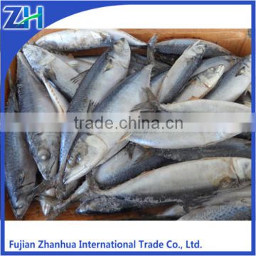 Block frozen chub mackerel whole round