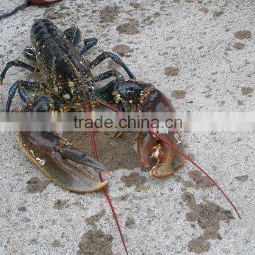 Live Spiny Rock Lobster