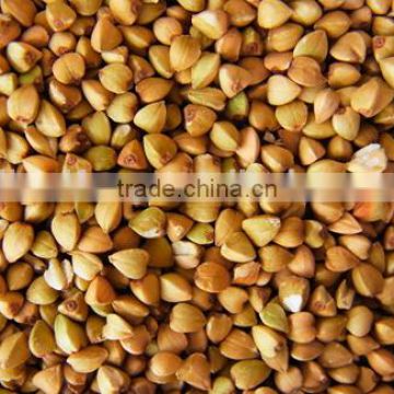 Chinese non gmo new crop Roasted Buckwheat Kernel for georgia wholesale