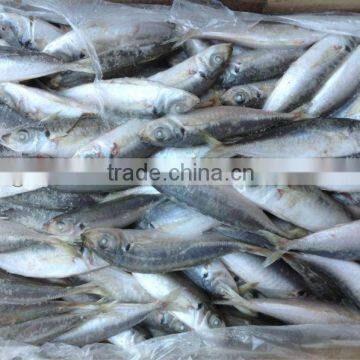 High quality frozen round scad(Decapterus Maruadsi).