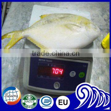 Frozen seafood golden pompano/golden pomfret