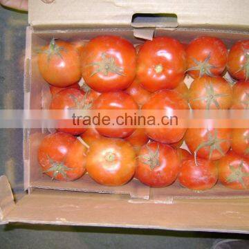 Fresh Tomato