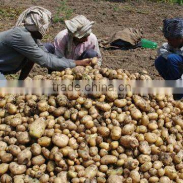 Indian Potato