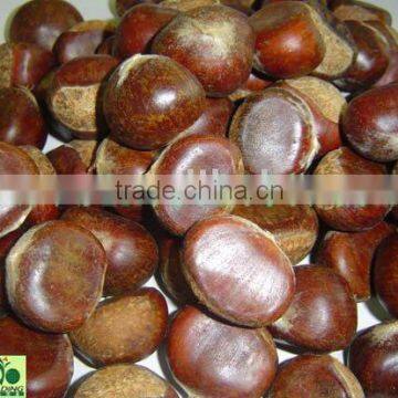 Chestnuts Super Quality in China