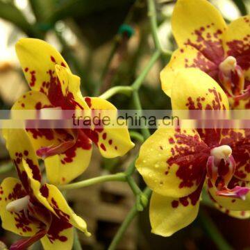 Phalaenopsis hybrids yellow (Phalaenopsis Yellow)