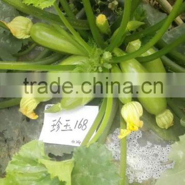 High diseases resistance hybrid Squash seeds Zucchini seeds for growing-Zhen Yu168