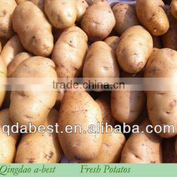 Fresh Holland Potato photo-3