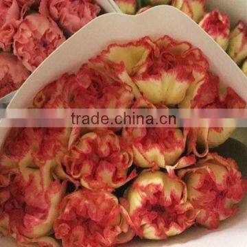 Best price fresh carnation flowers for sell