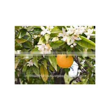 Petit Grain Oil photo-2