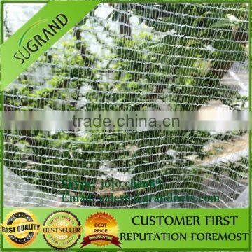 Grape vines covered by protective hail netting