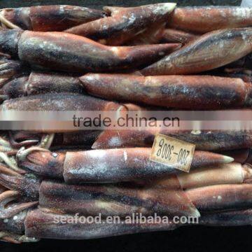Frozen Whole Round Squid ILLEX ARGENTINUS 2016 NEW PRODUCTION photo-3