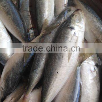 2016 High Quality Frozen Horse Mackerel