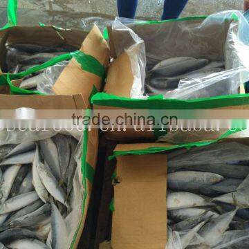 Frozen Pacific Mackerel Seining Catching photo-4