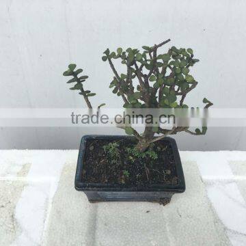 Portulacaria Afra Bonsai ( Jade Plant) photo-3