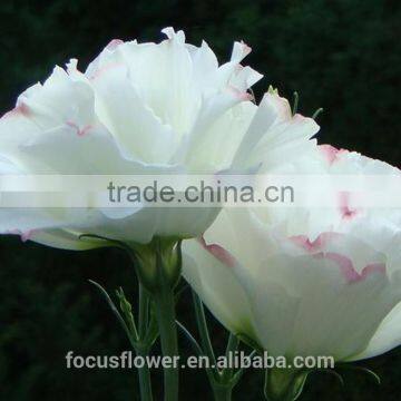 2017 New Fresh Cut Flowers Eustoma Atificial White Flowers For Sale