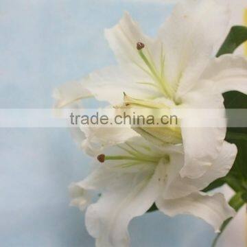 2016 Hot Sale Decorative White Spray Head Lily FlowerWedding Table Centerpieces Flower Wholesale Flower From Yunnan photo-3