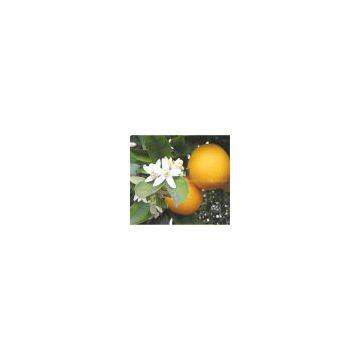 Citrus Aurantium Extract