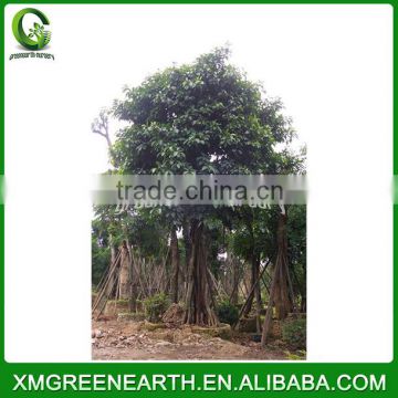 Ficus altissima big size (1)