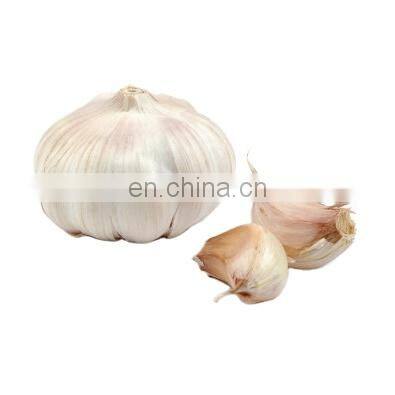 good quality Chinese fresh frozen garlic with reliable price