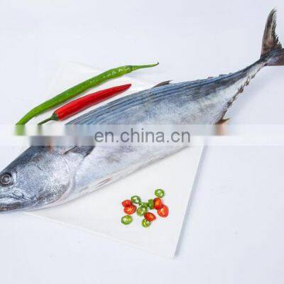 frozen striped bonito sarda sarda orientalis