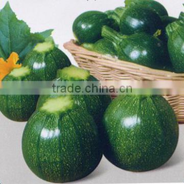 LY round shape high resistance summer squash seeds