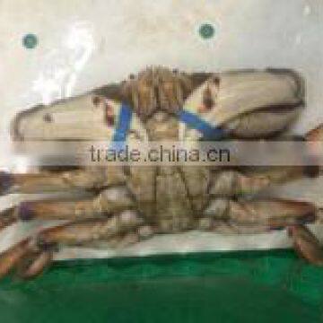 Live Dungeness Crab photo-2